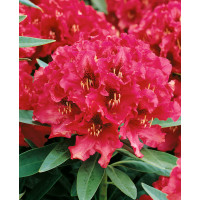 Rhododendron hybr. ´Nova Zembla´  / Rododendrón červený, 20-30 cm, K13