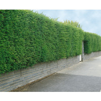 Taxus baccata / Tis obyčajný, 30-40 cm, C2