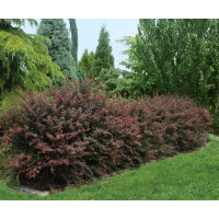 Berberis thunbergii ´Atropurpurea´ / Dráč thunbergov, bal. 10 ks C1,5 na živý plot