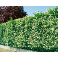 Ligustrum ovalifolium / Vtáčí zob vždyzelený, bal. 10 ks VK na živý plot