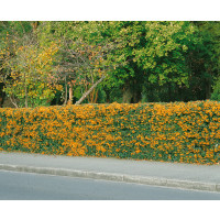 Pyracantha coccinea / Hlohyňa šarlátová, bal. 10 ks K9 na živý plot