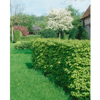 Carpinus betulus / Hrab obyčajný, bal. 10 ks VK, 40-60 cm 