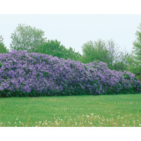 Syringa vulgaris / Orgován obyčajný, bal. 10 ks VK na živý plot