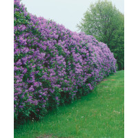 Syringa vulgaris / Orgován obyčajný, 30-40 cm, C2