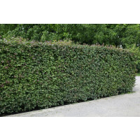Acer campestre / Javor poľný, bal. 10 ks VK na živý plot, 50-80 cm 