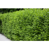 Ligustrum vulgare / Vtáčí zob, bal. 10 ks VK na živý plot