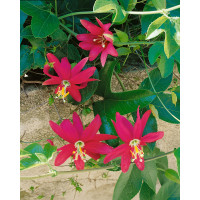 Passiflora mollissima / Mučenka banánová, bal. 5 sem.