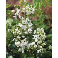 Wisteria floribunda ´Alba´ / Vistéria biela, 50-60 cm, C2