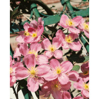 Clematis montana ´Rubens´ / Plamienok, 50-60 cm, C2