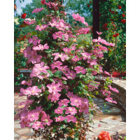 Clematis ´Comtesse de Bouchaud´ / Plamienok, 80 cm, C2