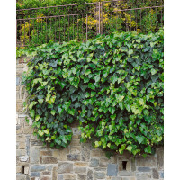 Hedera helix ´Hibernica´ / Brečtan, K9