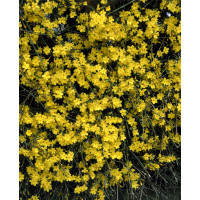 Jasminum nudiflorum / Jazmín nahokvetý, 100-120 cm, C1,5