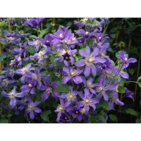 Clematis integrifolia 'Mongolian Bells' / Plamienok celistvolistý, K9