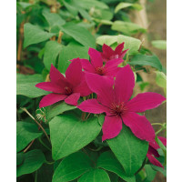 Clematis ´Rüütel´ / Plamienok , 50-60 cm, C4