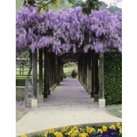 Wisteria sinensis ´Blue´ / Modrá vistéria, 100-120 cm, C10