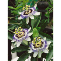 Passiflora coerulea / Mučenka belasá, mladá rastl., K9