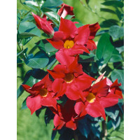 Mandevilla Sundaville® Classic Red/ Mandevila červená, 40 cm vyviazaná, C2