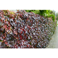 Parthenocissus tricuspidata ´Veitchii´ / Pavinič trojlaločný, C1,5