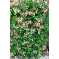 Lonicera periclymenum ´Serotina´ / Zemolez ovíjavý, 80-100 cm, C2