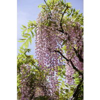 Wisteria sinensis ´Honbeni´ / Vistéria ružová, 80 cm, C2