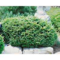 Picea abies ´Nidiformis´ / Smrek , 12-15 cm, C1,5