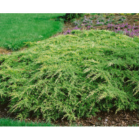 Juniperus chinensis ´Gold Star´ / Borievka, 15-20 cm, C1,5