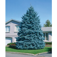 Picea pungens ´Glauca´ / Smrek pichľavý, 50-60 cm, KB