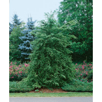 Tsuga canadensis / Jedľovec kanadský