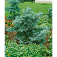 Abies concolor ´Compacta´ / Jedľa srienistá, 10-12 cm, K9
