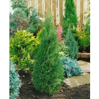 Juniperus chinensis ´Spartan´ / Borievka, K11