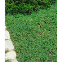 Juniperus communis ´Green Carpet´ / Borievka, 10-15 cm, K13