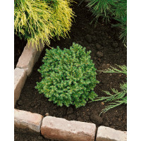 Picea abies ´Little Gem´ / Smrek, 10-12 cm, C1