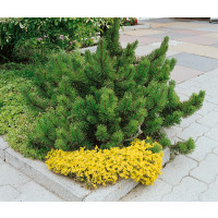 Pinus mugo mughus / Kosodrevina, 15-20 cm, C2
