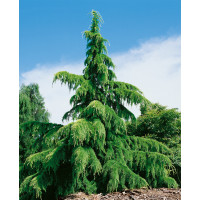 Cedrus deodara / Céder himalájsky, 50-60 cm, C5