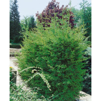 Cupressocyparis leylandii ´Green´ / Cyprusovec leylandský, 60-70 cm, C1,5