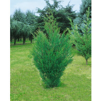 Cupressocyparis leylandii ´Green´ / Cyprusovec leylandský, 100-120 cm, C3