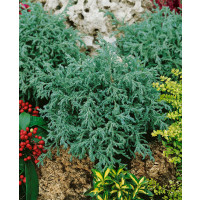 Chamaecyparis pisifera ´Baby Blue´ / Cypruštek, 10-15 cm, K9