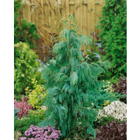 Chamaecyparis nootkatensis ´Pendula´ / Cypruštek nutkanský, 150+ cm, C3