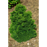 Chamaecyparis obtusa 'Nana Gracilis' / Cypruštek tupolistý, C2