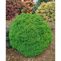 Picea glauca ´Alberta Globe´ / Smrek , 20-25 cm, C3,5
