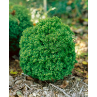 Thuja occidentalis ´Teddy´ / Tuja , 15-20 cm, C2