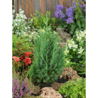 Juniperus chinensis ´Stricta´ / Borievka  čínska, 80-100 cm, C3