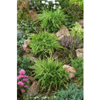 Juniperus chinensis ´Old Gold´ / Borievka, 30-40 cm, C1,5