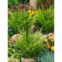 Juniperus horizontalis ´Andorra Compacta´ / Borievka, 30-40 cm, C3