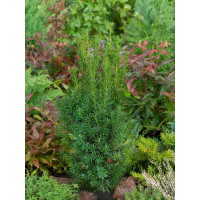Taxus media ´Hicksii´ / Tis prostredný samičí, 40-50 cm, C3