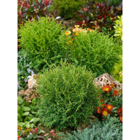 Thuja occidentalis ´Tinny Tim´ / Tuja , 15-20 cm, C2