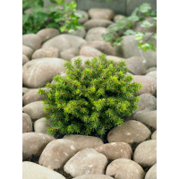 Picea abies ´Little Gem´ / Smrek, 10-12 cm, C1