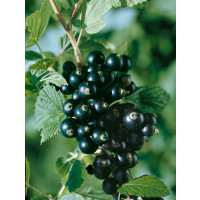 Ribes nigra ´Titania´ / Ríbezľa čierna, krík, 2-3 výh., C1,5