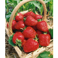Fragaria ananassa ´Salsa´ / Stredne skoro plodiaca jahoda, bal. 6 ks, 6xK7