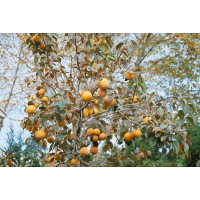 Diospyros kaki ´Royo Brillante´ / Hurmi kaki / Ebenovník rajčiakový, 120-150 cm, VK